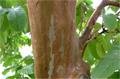 common guava